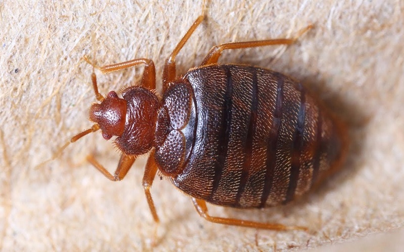 Running Your Hotel Business? Know How To Spot Bedbugs